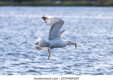 a seagull with a fish