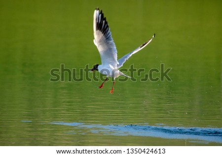 Seagull with fish in beak
