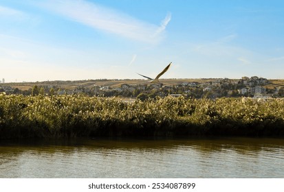 Gaviota vuela libremente sobre