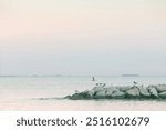 a seagull flies off  a jetty covered in other birds in foggy blue hour after sunset in the chesapeake bay in maryland