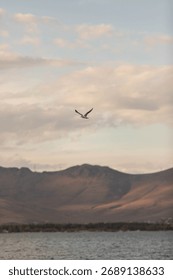 A seagull flies over Lake Sevan in Armenia, creating a tranquil nature scene