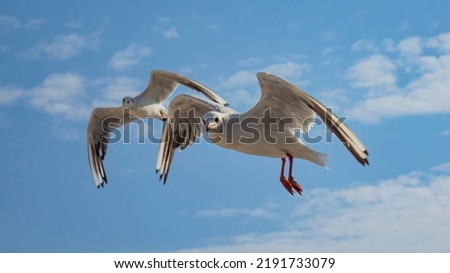 Seagull flies over the sea, beautiful bird flight
