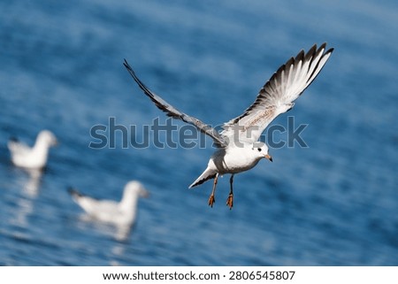 Seagull flies over water while two others swim nearby on a sunny day. Bird’s wings spread wide. Seagull on blue background.