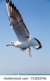 Seagull in flight