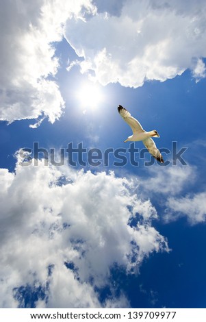 Seagull in flight against bright sun and clouds