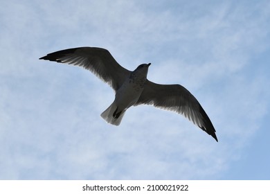 Seagull in flight at the Chesapeake Bay.