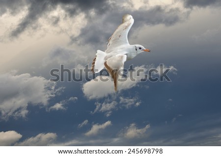 Similar – Image, Stock Photo My ass! Bird Exceptional
