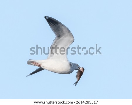 Seagull in flight, with a fish