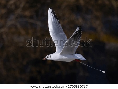 A seagull in flight while pooping. A seabird defecates while flying