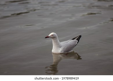 Seagull floating in the water in Mandurah