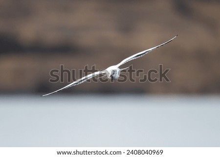 a seagull floats over the lake