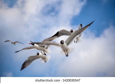 Seagull Flock Looking For Food Near The Gulf Coast In Cameron Parish Louisiana