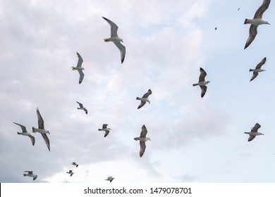 Seagull flock on blue sky background. Seagulls flying in sky. Flock of seagulls in sky
