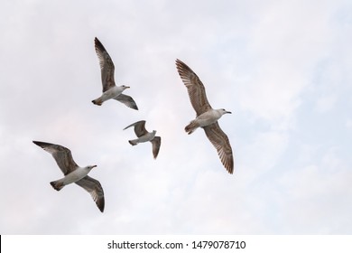 Seagull Flock On Blue Sky Background. Seagulls Flying In Sky. Flock Of Seagulls In Sky