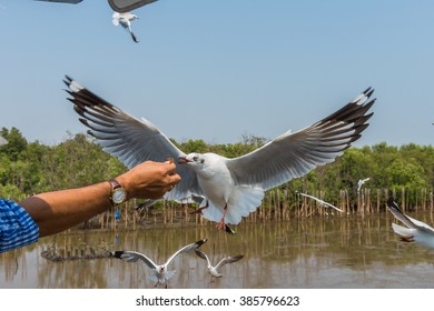 seagull fly