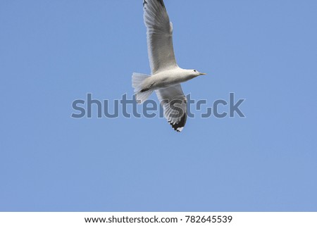 Similar – Image, Stock Photo Two make a summer Seagull