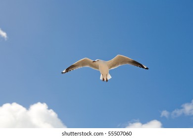 seagull in the fly over blue sky and clouds