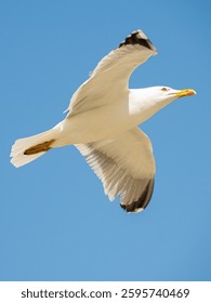 Gaviota volando sobre el mar