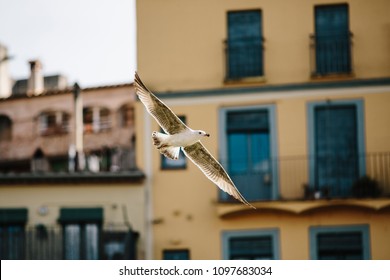 Seagull flying across the city of Girona.