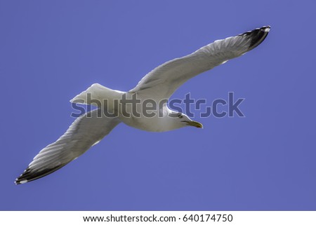 Similar – Image, Stock Photo Two make a summer Seagull