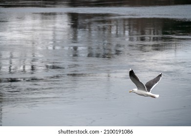 Seagull Flying Along Cape Cod Canal 