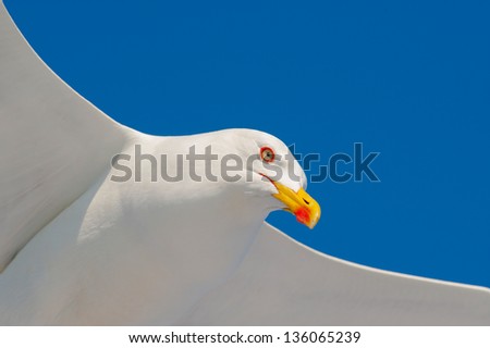 Similar – Foto Bild Silbermöwe posiert vor blauem Himmel