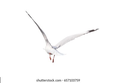 Seagull flying away wings spread isolate on white background from behind