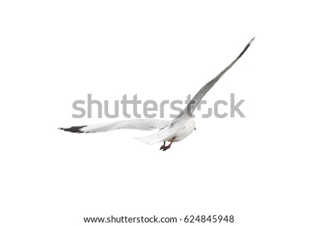 Seagull flying away wings spread isolate on white background from behind