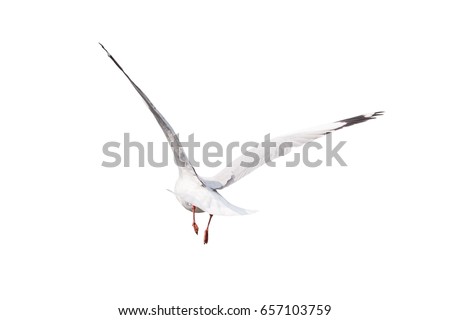 Seagull flying away wings spread isolate on white background from behind