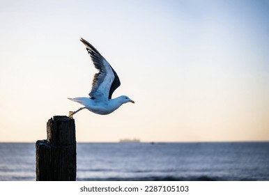 Seagull flying away from the wooden post. - Powered by Shutterstock