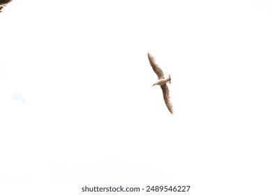 Seagull,
Flying bird,
Seabird,
Coastal bird,
Wildlife,
Bird in flight,
Seagull wings,
Nature photography,
Ocean bird,
Birdwatching,
Seaside wildlife,
Seagull in motion,
Coastal flight,
Birdwatcher - Powered by Shutterstock