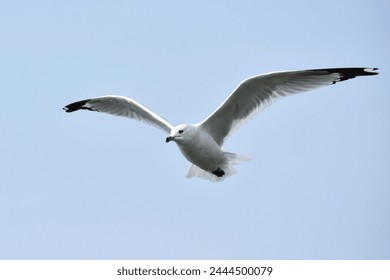 Seagull flying in the blue sky  - Powered by Shutterstock