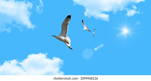 Seagull flying with blue sky background. sky and bird bottom up view landscape  - Powered by Shutterstock