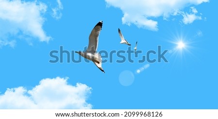 Seagull flying with blue sky background. sky and bird bottom up view landscape 