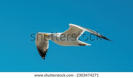 Seagull flying in clear blue sky at sunny day. White gull bird soaring in heaven at summer