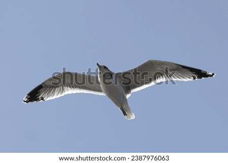 Similar – Image, Stock Photo Two make a summer Seagull