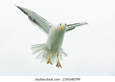 An seagull flying, close portrait, funny attitude