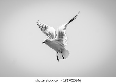 白い鳥 の画像 写真素材 ベクター画像 Shutterstock