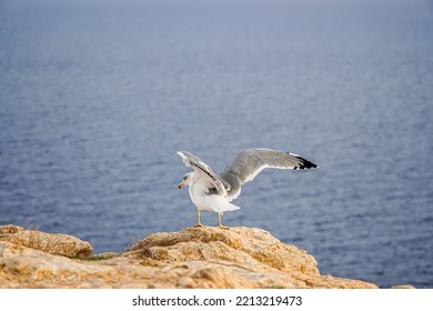 Seagull Flying From The Coast. Laridae Wildlife