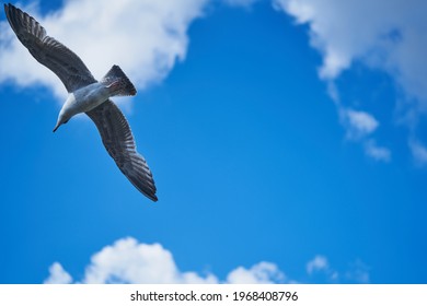 seagull flying high on the wind. flying gull. Seagull flying on beautiful blue sky and cloud. - Powered by Shutterstock