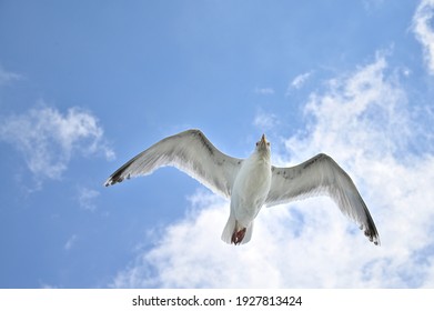 seagull flying in light blue sky