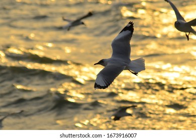 Seagull Flying At Naf River 