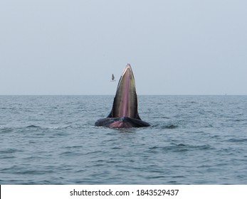 The Seagull Flying Near The Bryde Whale Opeing Mouth In The Sea