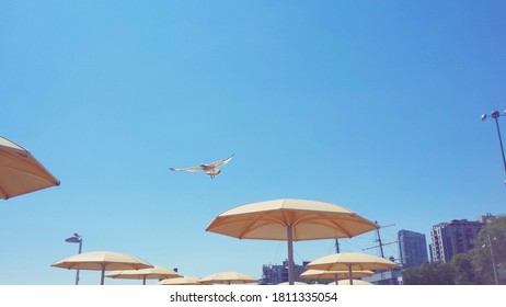 Seagull Flying Off Of Beach Umberella