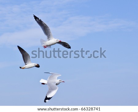 Seagull flying on beautiful blue sky and cloud