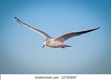 Seagull Flying On Blue Sky