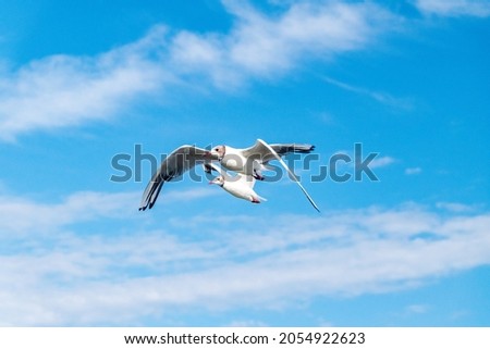 Seagull flying on blue sky in windy day.