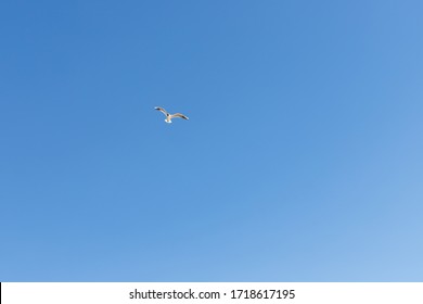 Seagull Flying On Clear Blue Sky And Sun Light.flying In Sky. A Flock Of Seagulls Soaring In The Blue Sky. One Flying Bird. Seagull Flying Sky As Freedom Concept,bird Watching And Protection.