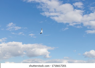 Seagull Flying On Clear Blue Sky And Sun Light.flying In Sky. A Flock Of Seagulls Soaring In The Blue Sky. One Flying Bird. Seagull Flying Sky As Freedom Concept,bird Watching And Protection.