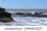 Seagull flying on rock with waves (Pellines, Maule region, Chile). 